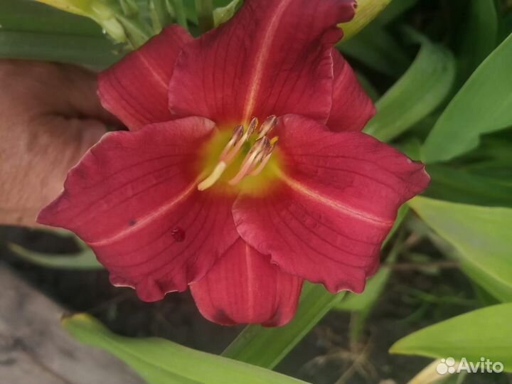 Цветы лилейники