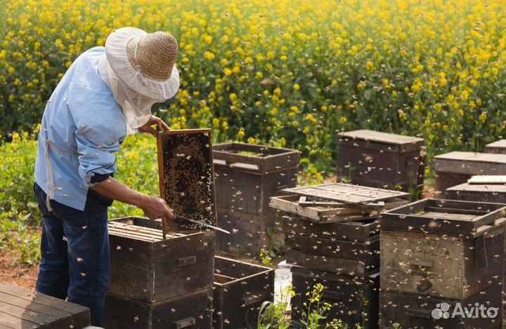 Мед 2023 натуральный алтайский опт