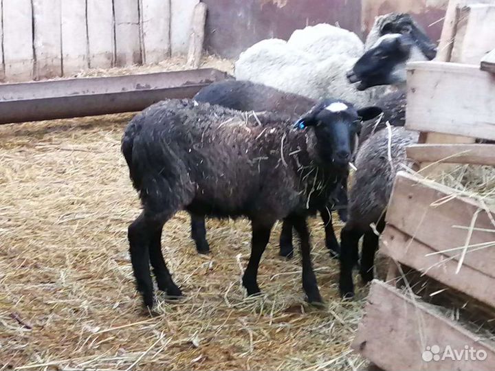 Овцы бараны ягнята