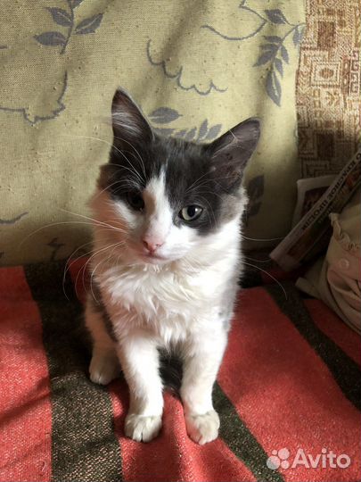 Отдам кошечку почти 3 месяца