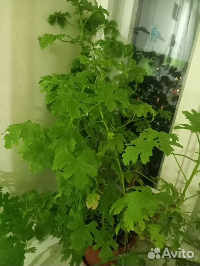 Комнатные растения