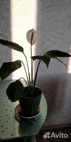 Продам комнатные цветы