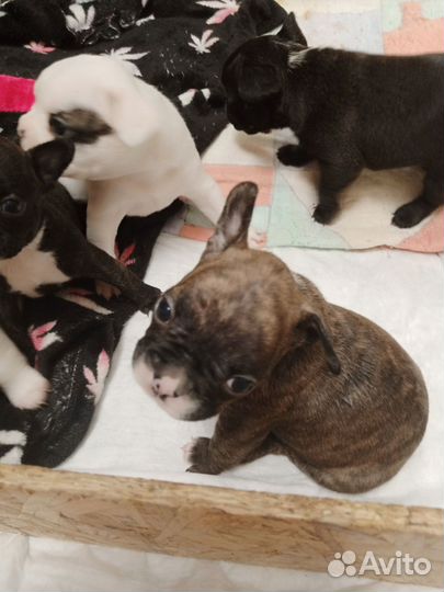 Французский бульдог щенки