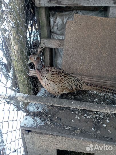 Фазан охотничий