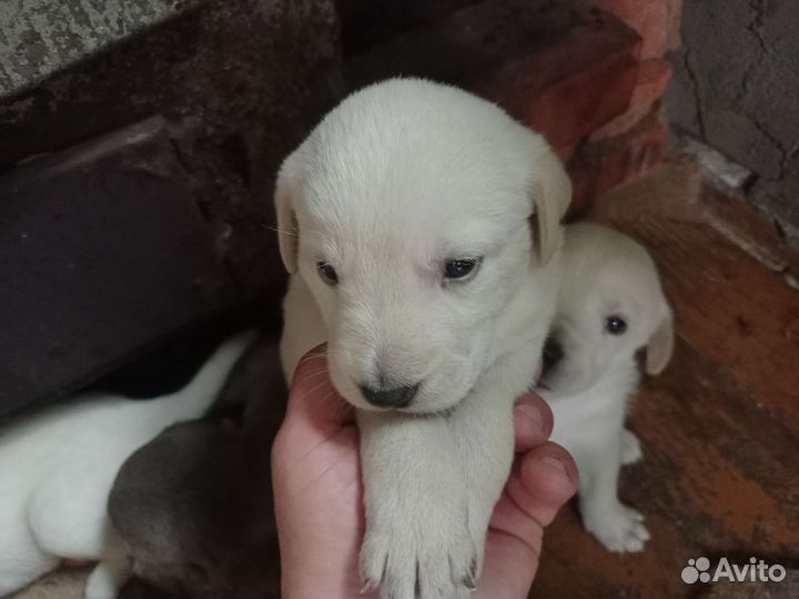 Собака в добрые руки отдам бесплатно