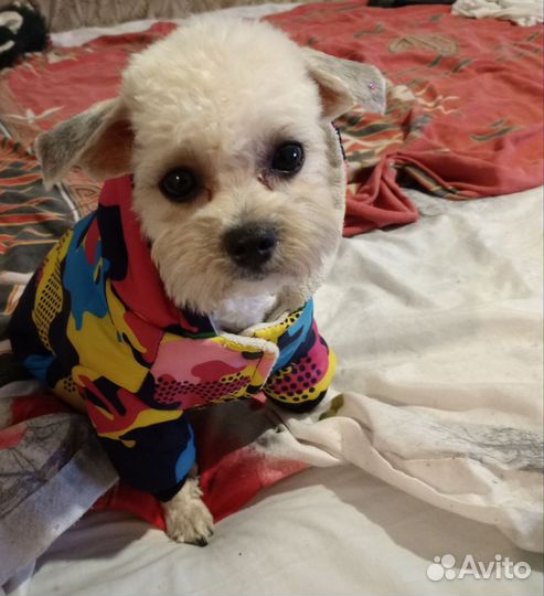 Вязка собак мальтипу