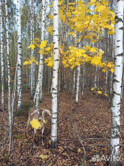 Козы дойные, козел на племя
