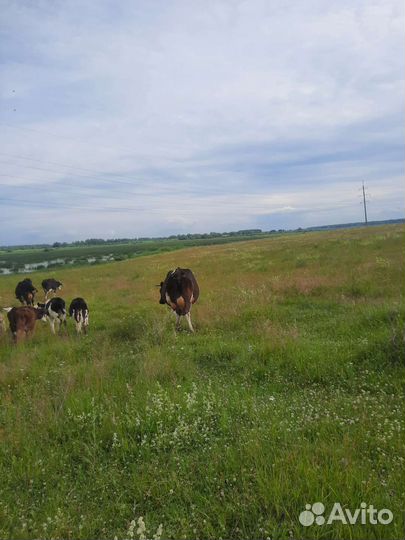 Дуйная корова