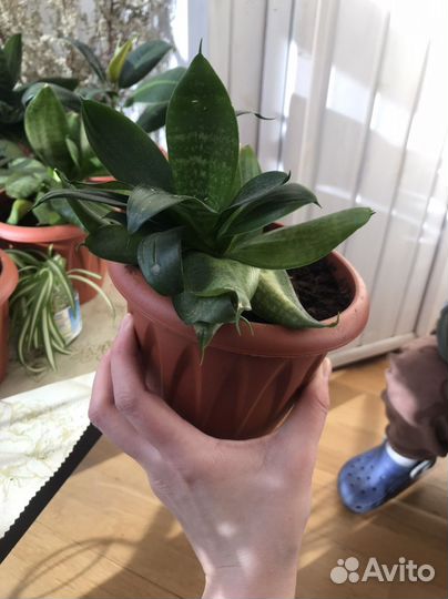 Сансевиерия, тещин язык