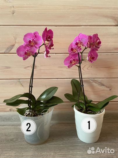 Орхидея фаленопсис