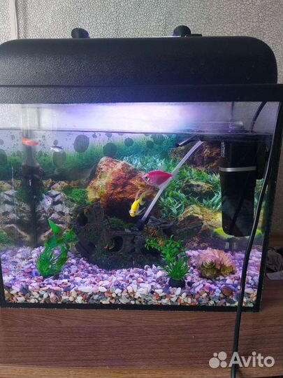 Аквариум с рыбками