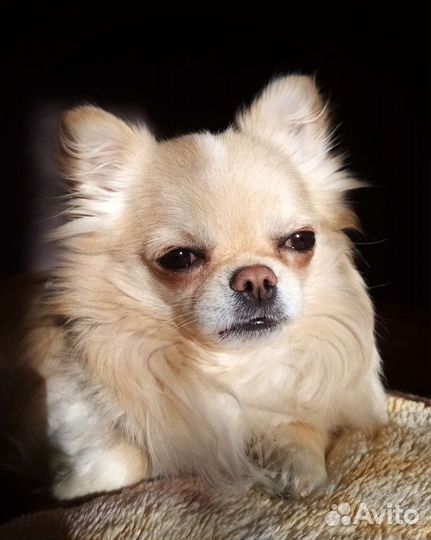 Вязка кобель чихуахуа