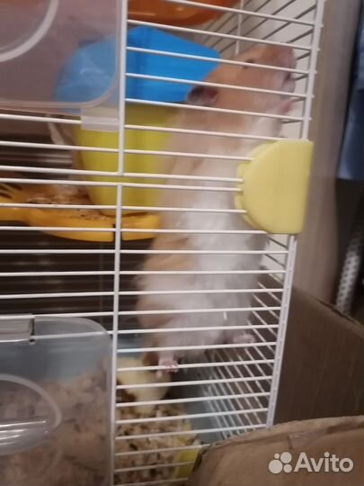 Вязка Хомяк сирийский ангорский вязка