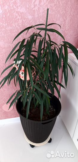 Комнатный цветок, фикус али