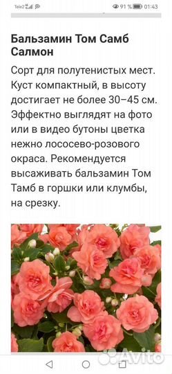 Бальзамин Том Самб Салмон