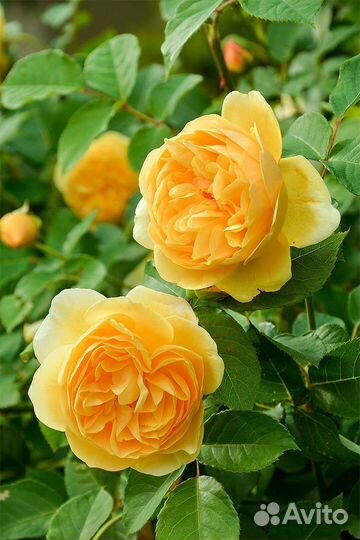 Роза Грехам Томас (Graham Thomas)