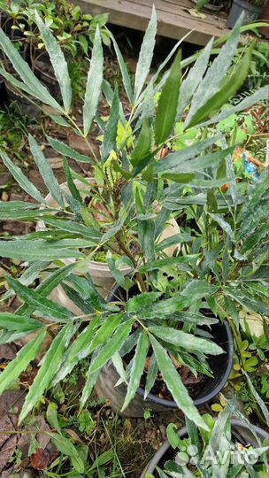 Магония вечнозеленая 3 сорта