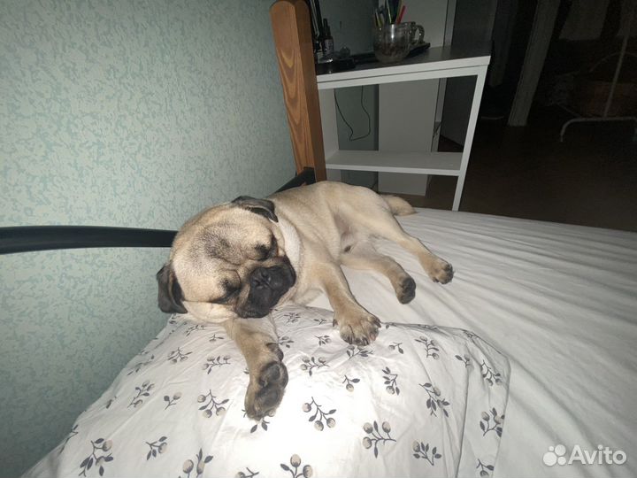 Мопс(1 год) в семью с собакой