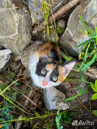 Котята бесплатно