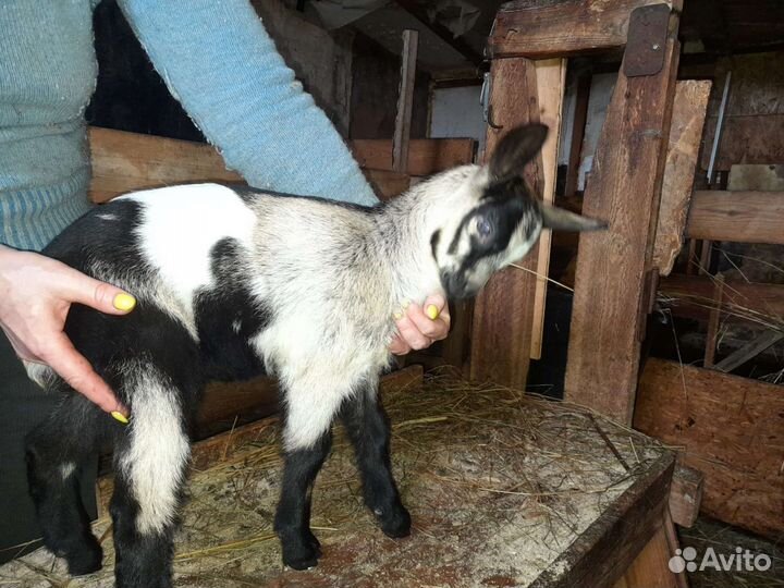 Альпийские,Камерунские,козлята помесные и другие