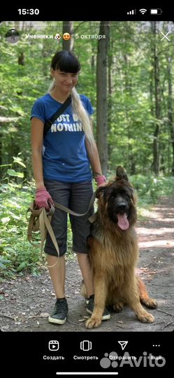 Кинолог & Дрессировка собак в Туле и области