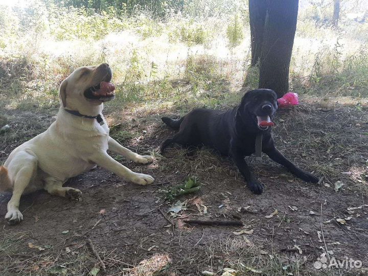 Щенки лабрадора бесплатно