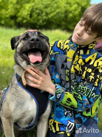 Собака улыбака из приюта Герра