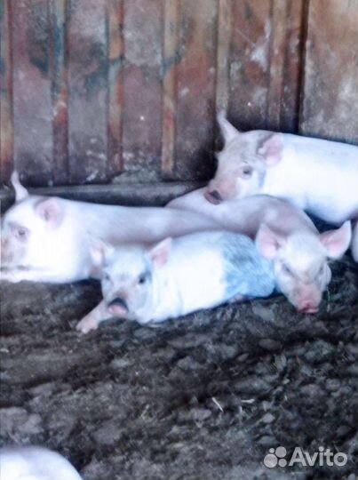 Поросята Русская белая-Пьетрен Макстер