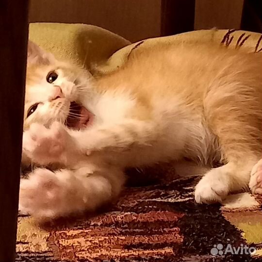 Котята в дар