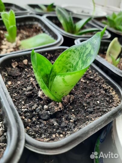 Укорененные детки Сансевиерия Ханни