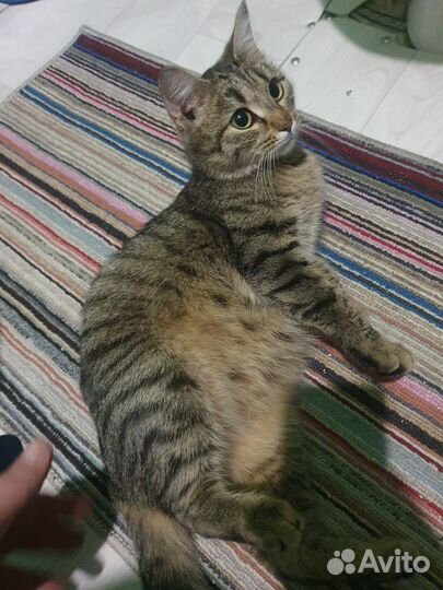 Кошка в дар бесплатно