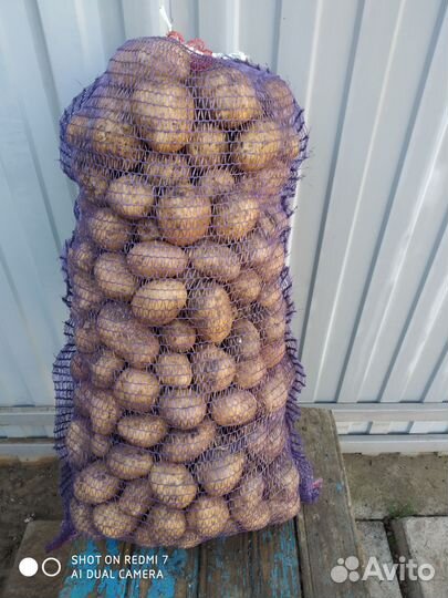 Картофель с личного хозяйства