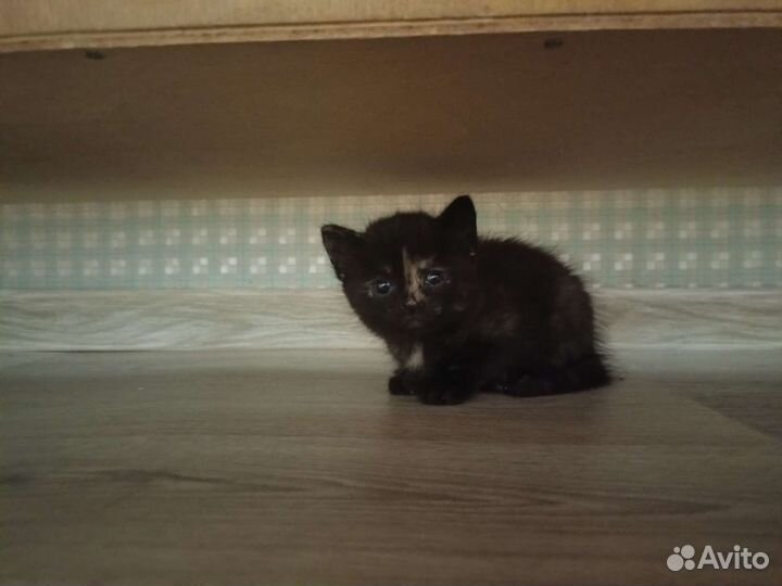 Кошка котёнок