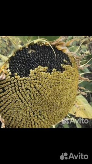 Семечки подсолнечника