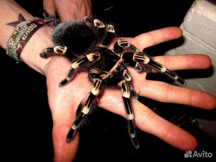 Паук-птицеед(acanthoscurria geniculata)