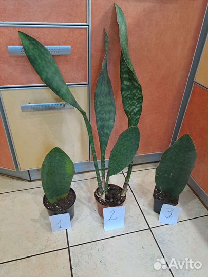 Сансеиверия Биг- Лиф