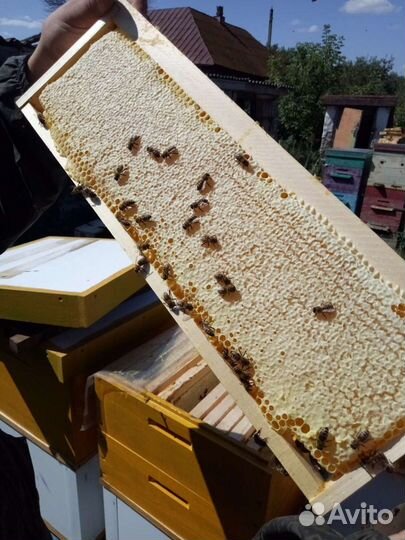 Пчелопакеты Пчелосемьи