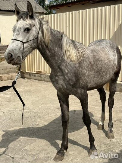 Продается кобыла
