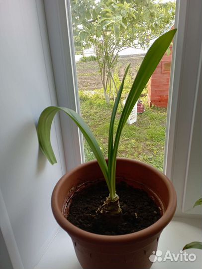 Гиппеаструм амариллис луковица