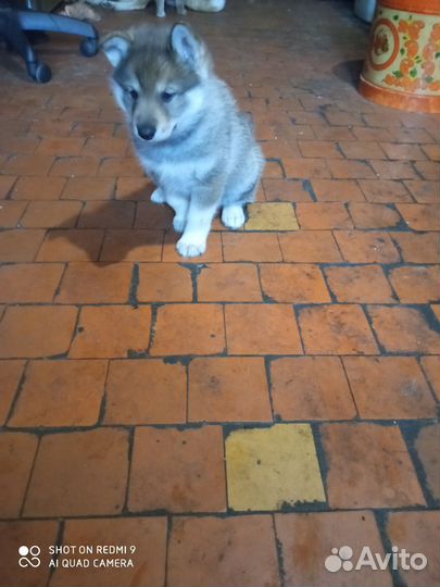 Щенки лайки зсл