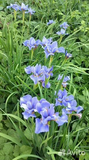 Ирис сибирский
