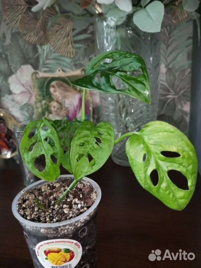 Монстера Манки Маск