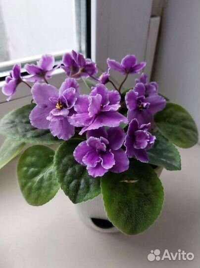 Фиалка в горшках