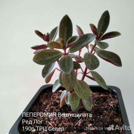 Пеперомия Ротундифолия