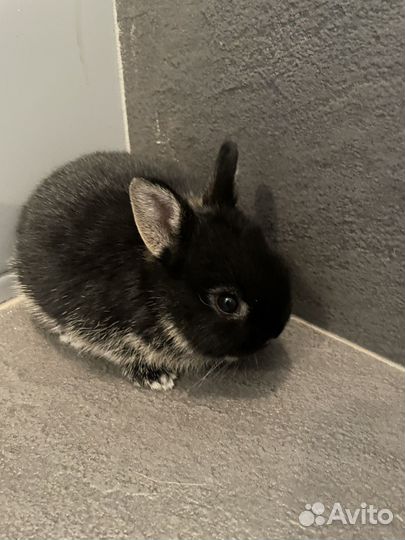 Декоративные крольчата