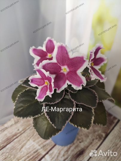 Фиалки сортовые. Детки