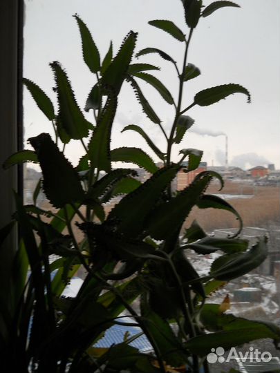 Домашние растения