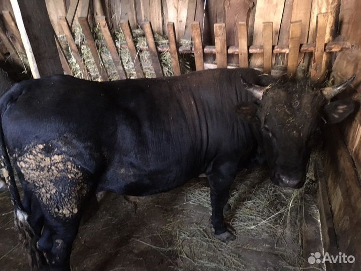 Продаються быки