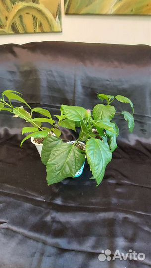 Гибискус китайская роза