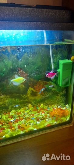 Аквариум с рыбками